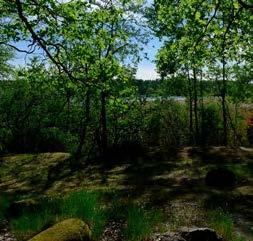 Naturen mellan Fågeviksbacken och strandkanten utgörs av en vacker uppvuxen skog, med mycket tall och stenblock. Här finns flera fornlämningar. Det är ett varierat och spännande område.