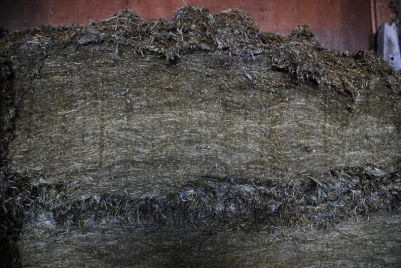 Varmgång vid uttag av ensilage Orsakas initialt av jästsvamp i aerob miljö Förbrukar mjölksyra, som ger ph höjning i ensilaget Mögelsvamp växer till Förbrukar socker
