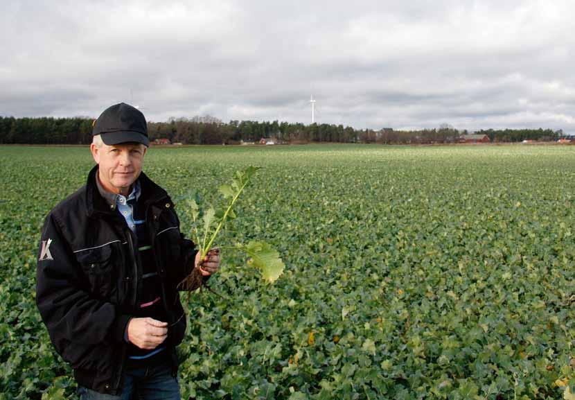 Sverige Ny rapsodlare. Ove Nilsson är erfaren som odlare, men ändå relativt oerfaren som rapsodlare eftersom grödan är ganska ny på gården.