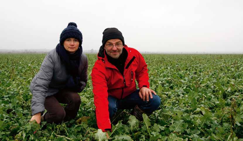 Lettland Lättjord i Lettland. Sandra och Mãris Strautniek i Lettland har sin rapsodling på lätta jordar med låga lerhalter.