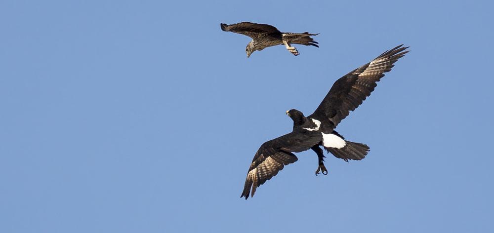 Södra Oman 2 10 november 2019 med Curt Johnsson Klippörnen är en av de vackraste örnarna. Här tillsammans med hökörn. Foto: Anders Blomdahl. Varmt välkommen på AviFaunas resa till Södra Oman!