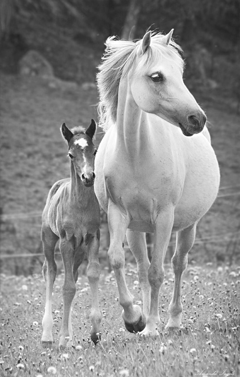 Sida 26 Welshponny av Cobtyp Sektion C KWC 84 Goodwill s Belle Epoque, Diplom Guld, Johanna Andersson, Hjärnarp. Welsh Cob Sektion D KWD 227 Bron s Thelma Louise, G 39 p, Sara Doverholm, Skövde.