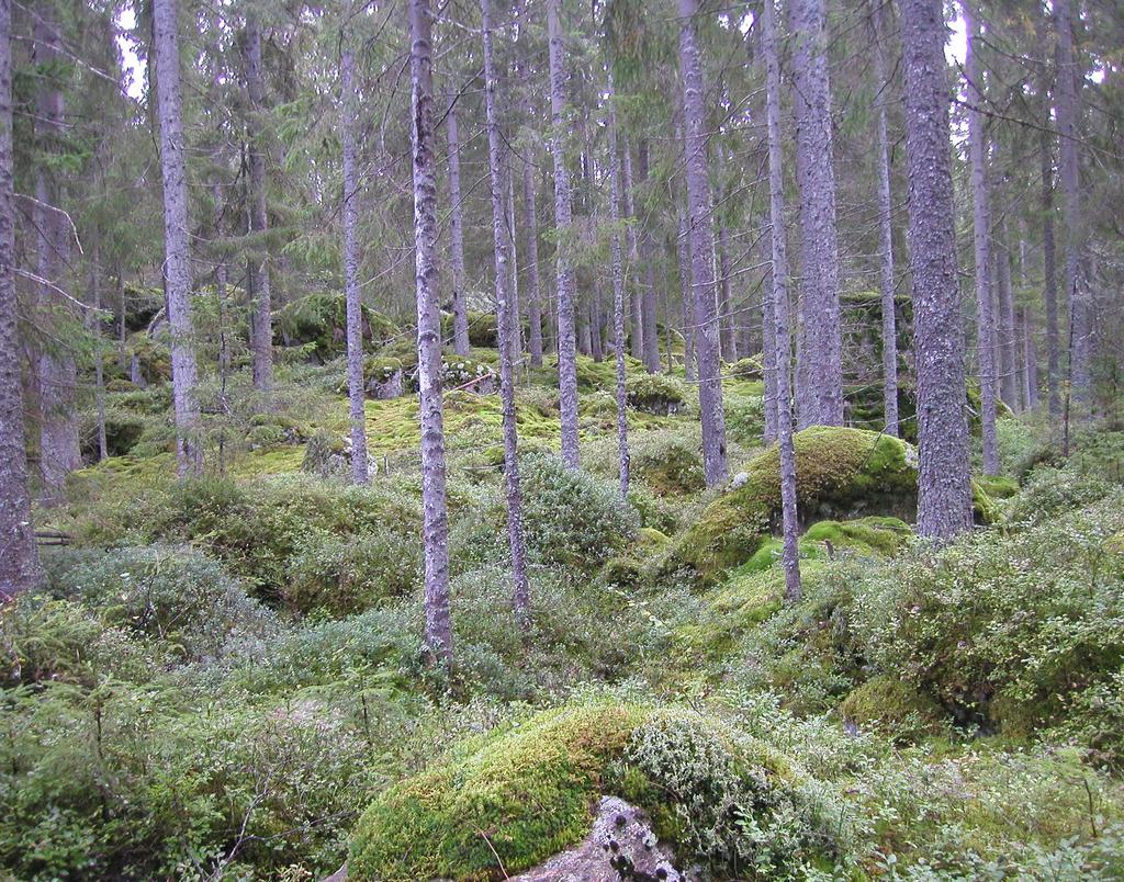 Foto: Åsa Wistrand Nr 1, 2018 januari-juni Guideprogram Små under, stora upplevelser, närmare
