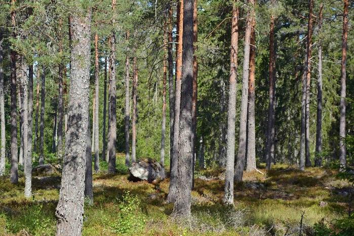 Oskarsmn Bjälebo 2:4 Skog På fastigheten Bjälebo 2:4 finns en skogsbruksplan upprättad i september 7-2 av Ted Nilsson. Enligt skogsbruksplanen omfattar skogsmarken 6,6 med ett virkesförråd om 6 m³sk.