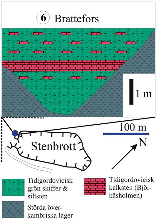 Fig. 7. Lagerföljden i Brattefors alunskifferbrott (Kinnekulle). vi kallar detta den ordoviciska biodiversifieringen, som följde på den kambriska explosionen.