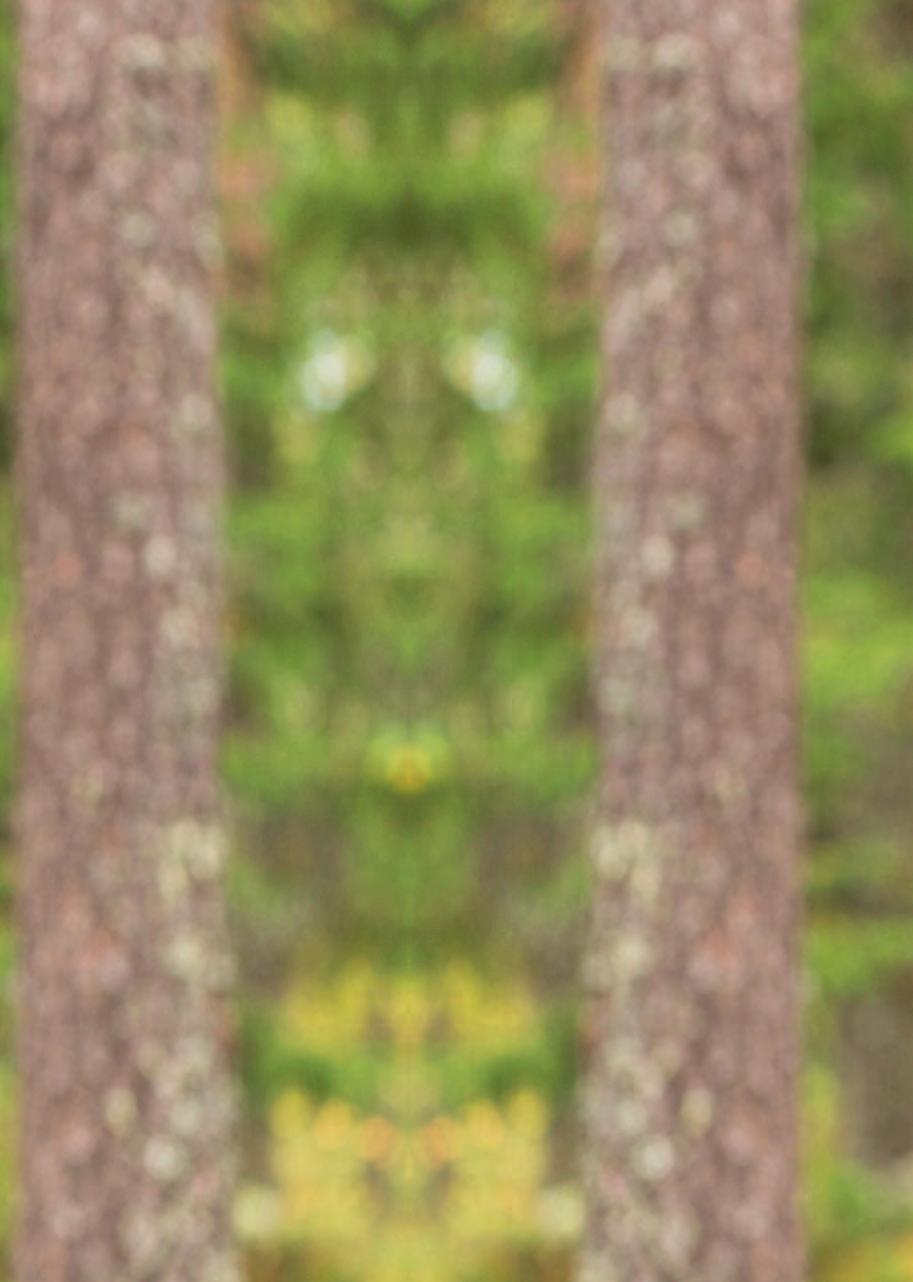 MINSKOG.FI Skogen växer i MinSkog.fi Vi beräknar beståndets tillväxt varje år.