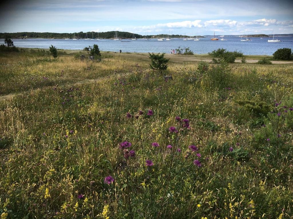 Område 12 och 13. Kilesand-Kostergården I det trädfria gattet ned från Kostergården mot Kilesand finns ett mycket stort område med väddklint.