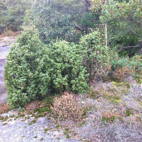 Inventering av hasselsnok i Göteborgs kommun R 2012:6 Område 2, Väst Djupedal Klass: 2 Generell beskrivning av området: Området består till övervägande delen av luckig skog på bergsmark samt en del