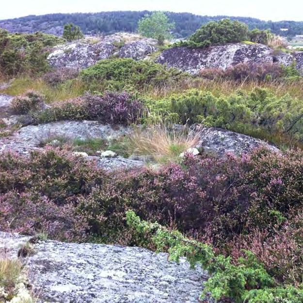 Område 3, Kvillehed- Askersby Klass: 2 Generell beskrivning av området: Området utgörs huvudsakligen av mosaikartad betesmark och en del bergsmark.