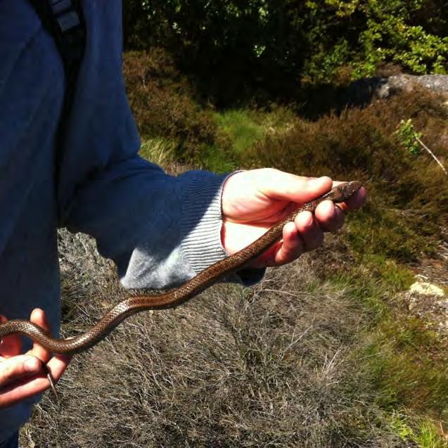 ljung och en, skrevor och tillgång till vatten som är lämpliga element för hasselsnoken. Det fanns en mindre damm uppe på berget som torde kunna hysa t.ex. vattensalamandrar m.m. För ytterligare detaljer om förekommande miljötyper och element i området, se Tabell 5 och 6.