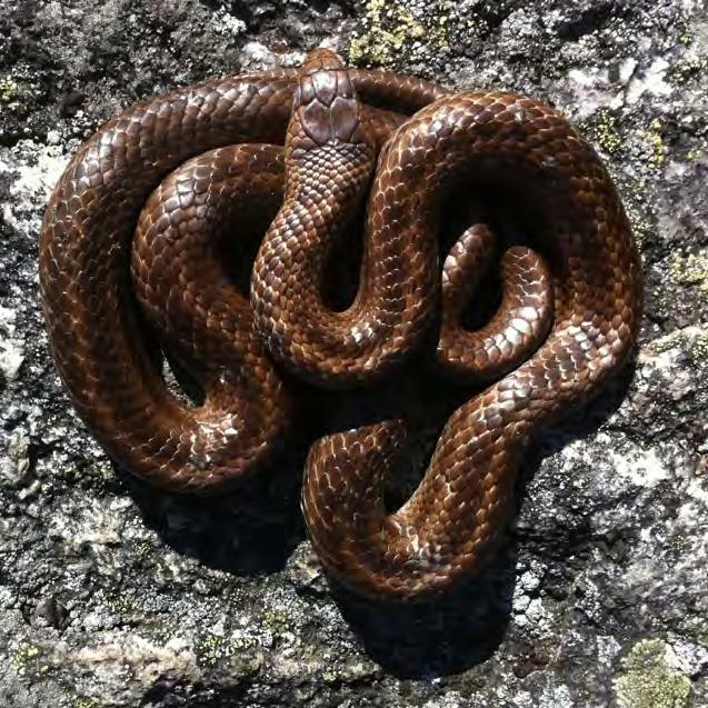 Helhetsbild