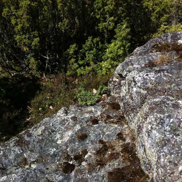 hona på ca 30 cm som hittades helt öppet vid en bergsavsats med skarpa lodräta