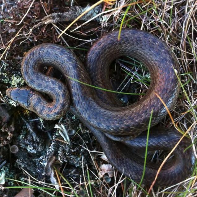 Vädret var relativt kallt väder (15 C), men ormen låg i starkt solsken som