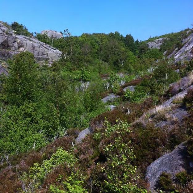 Område 7, Västra Lindås Klass: 2 Generell beskrivning av området: Typisk kustmiljö med öppna klipphällar och ljungvegetation och sprickdalar med krypande lövträd och enbuskage.