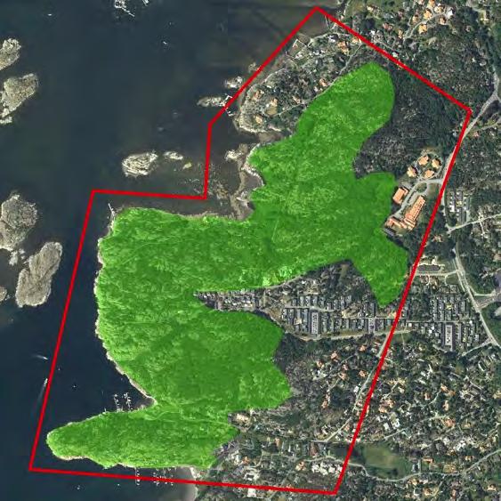 ) gjordes (troligen strandpadda, Bufo calamita). Paddan försvann dock in i tät vegetation innan fullständig artbestämning hann göras.