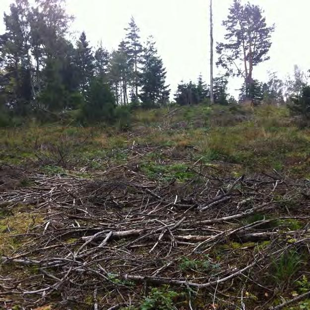Inventering av hasselsnok i Göteborgs kommun R 2012:6 Område 10, Södra Vättlefjäll Klass: 3 Generell beskrivning av området: De delar som besökts domineras av kuperad barrskog.