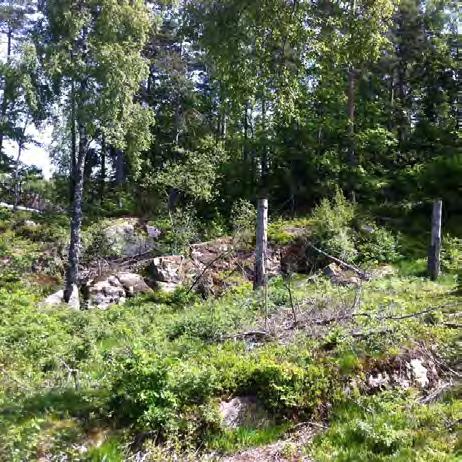 Område 11, Långvattnet- Bredvattnet Klass: 3 Generell beskrivning av området: Området domineras av barrskog på berg.