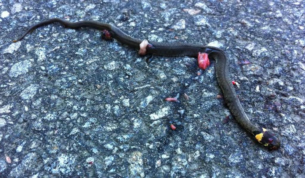 Inventering av hasselsnok i Göteborgs kommun R 2012:6 Inventeringsresultaten visade att hot som exploateringar, fragmenteringar och trafikdöd faktiskt är ett problem i flertalet områden.
