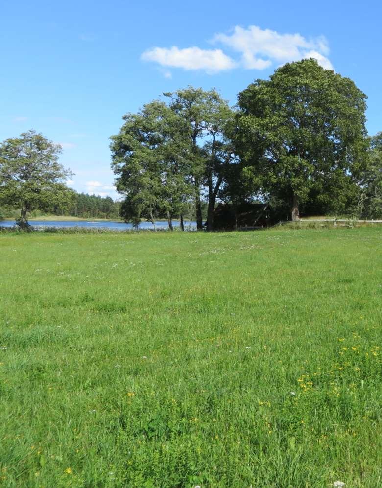 Långasjö