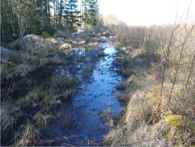 vattensalamandrar (4 honor och 5 hanar) samt 2 honor av större vattensalamander. 6 Vattensamling Den 6 april som troligtvis förekom stor bildats då aktivitet av främst skogsmaskiner åkergroda.
