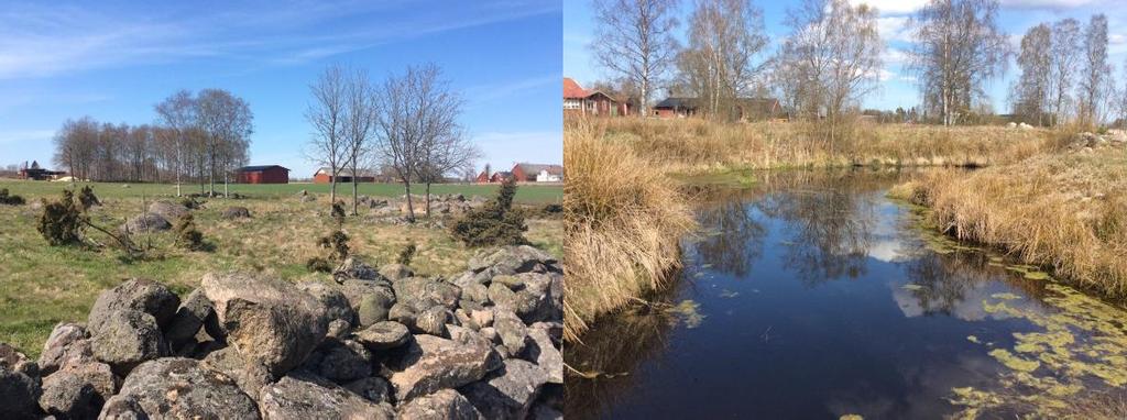 Vidare finns det miljöer där naturvärdet är mer kopplat till enstaka värdefulla träd, skogar och mer parkliknande miljöer.