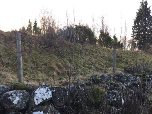 11 Stenmur i 12 Stenmur i Låg stenmur i betesmark. Fortsätter mot öster i slyskog.