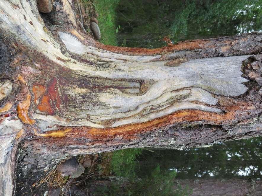 Tall från Djupnäs 2018. Trädet lever och den har färska skador från islossningen 2018.