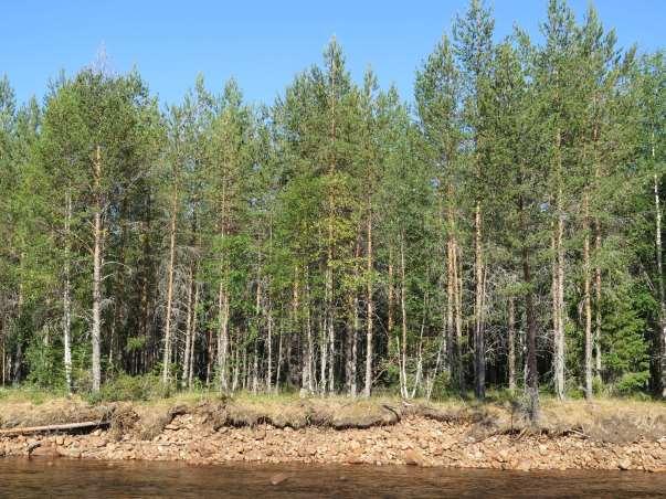 Så här ser det ut längs ån på flera platser längs den västra sidan. Hårt skogsbrukat och ont om äldre träd. 5.
