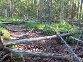 Vi förordar ett naturreservat längs hela Unnån utgörande en spridningskorridor, inkluderande kantzoner och intilliggande skyddsvärda naturskogar, för