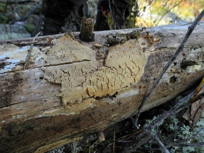 Metodik/Genomförande Inventeringen har utförts på samma sätt som i Effaråsen syd. Metodiken är att genomkorsa hela området på ett sätt att så gott som hela skogsmarksarealen kunnat överblickas.