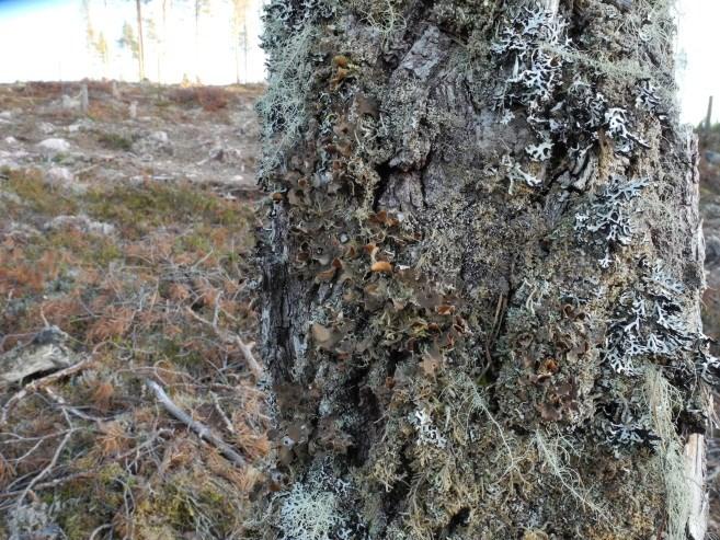 Alectoria sarmentosa NT, violettgrå tagellav Bryoria nadvornikiana NT, kortskaftad ärgspik Microcalicium ahlneri S, blågrå svartspik