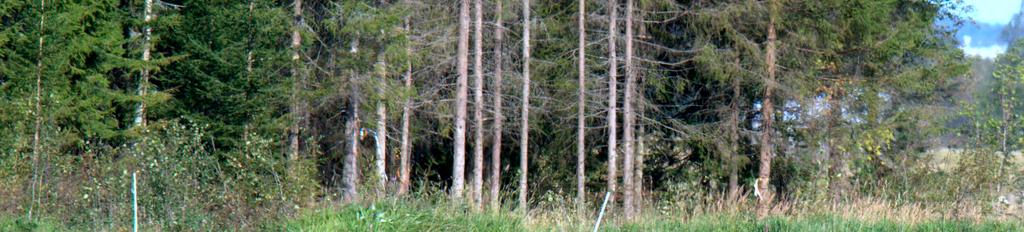10 Bild 1. Endast ett mindre antal sädgäss rastade under hösten inom Umeälvens mynningsområde.
