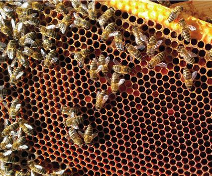 Det finns som regel mer vax i en ram som bina byggt ut än i en vaxmellanvägg, och bina bygger