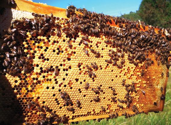 en åtgärd som främjar binas hälsa.