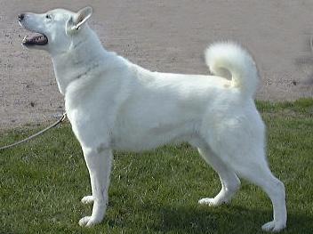 Det väsentliga för könsprägeln hos en hanhund är kraftigt utvecklat huvud, kraftigt och resligt framparti, muskulös hals och i förhållande till en tik, ett smalare kors och bäcken.