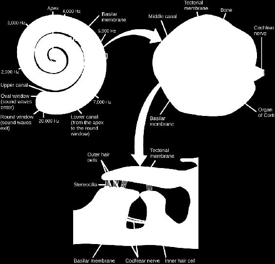 INNERÖRAT Frekvenstransform, snäckan är logaritmisk Mekanisk koppling, vågrörelse Vågrörelse i vätska till mekanisk rörelse/vibration