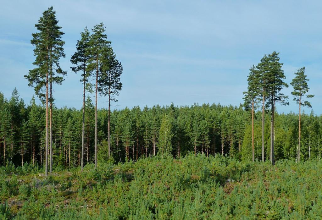 Användningen och vården av skogen på jord- och