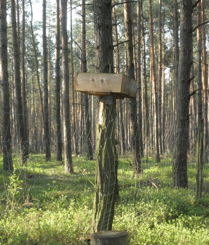 Nötskrikan (figur 2) är dock en mycket mer effektiv fröspridare. Fågeln samlar ollon och myllar ner dem på 1-4 centimeters djup, mellan mineraljord och humus.
