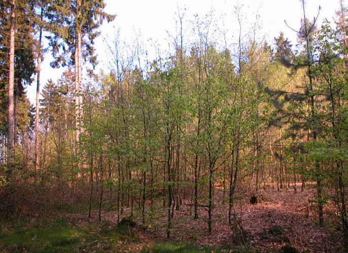 Etableringen gynnas av en gles skärm som hämmar konkurrens från markvegetation. Täckning av frö med jord hjälper också till.