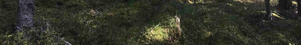 Skogsmark På fastigheten har det utförts en
