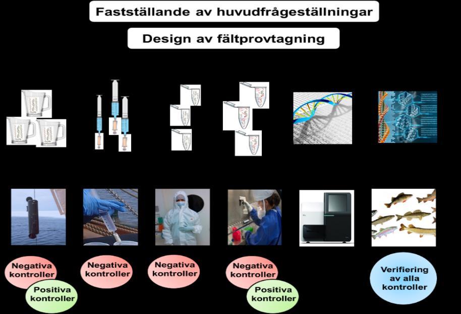 Fiskinventering med edna, Båven 2.2 Laboratoriearbete 2.2.1 Extraktion, PCR och sekvensering Figur 3. Flödesschema som visar de olika stegen för edna undersökningar.