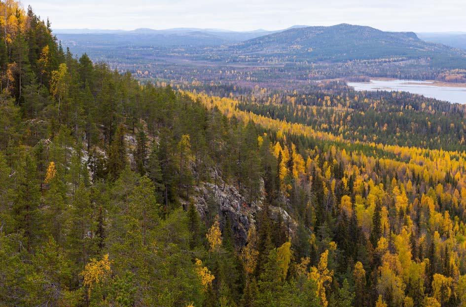 Det långsiktiga skyddet av skog kommer att fortsätta även efter att etappmålet om formellt skydd av skog uppnåtts 2020. Sveriges internationella åtaganden spelar en viktig roll.