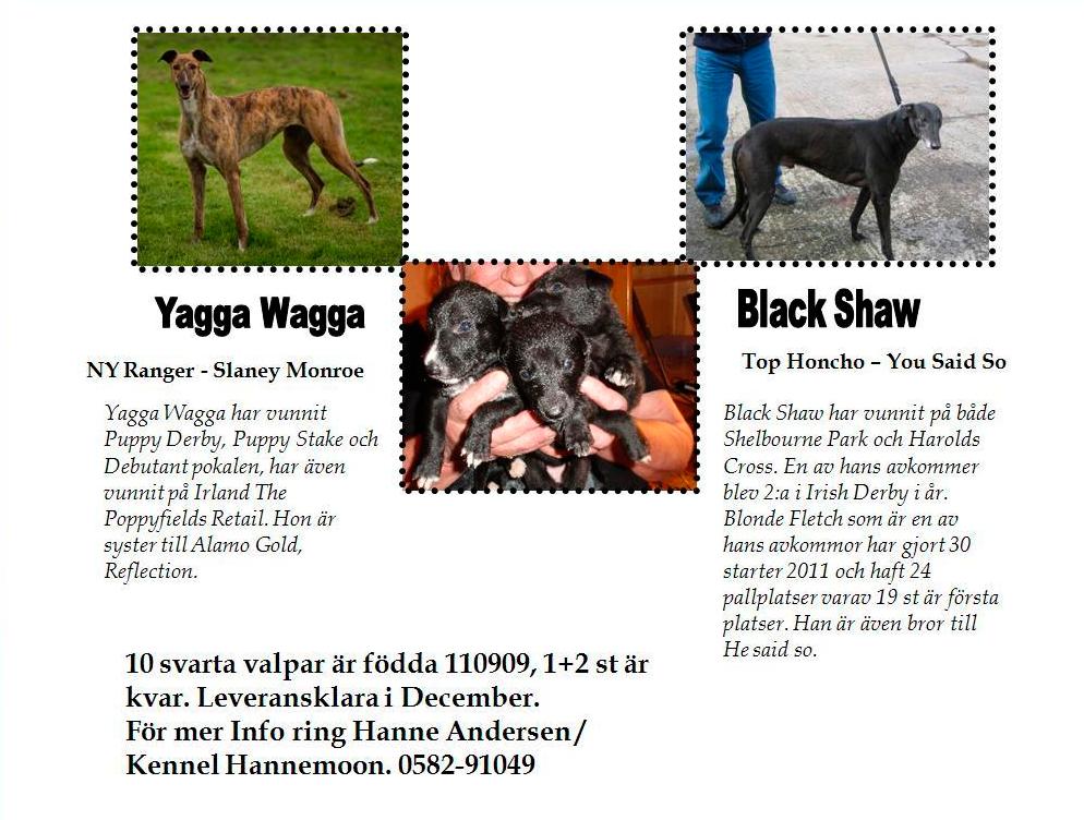 Födda Avelsnytt Greyhound Född dag Hane Tik Född H+T Kvar Uppf/Kennel Ort Tel 11-09-09 Black Shaw (Irl) Yagga Wagga 5+5 1+2 Hannemon Örebro 0582-910 49 11-08-27 Delwood Senior Tiger Lilja 3+3 2+0 Eva