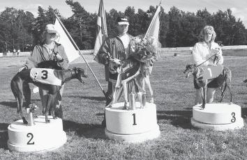 Rebel Fox vann Avelsloppet 1997 för Andreas Stenvall, VVK/Sk Svenskt Avelslopp inleddes i slutet av juni i Alingsås med åttondelsfinaler där fyra hundar gick vidare och där favoriterna var kvar.