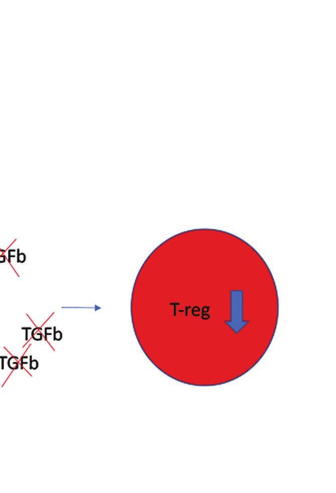 Detta leder till ökad aktivitet av tumör-riktade T-celler (nivolumab) och minskad aktivitet av regulatoriska T-celler (TGFbeta-receptor-delen).