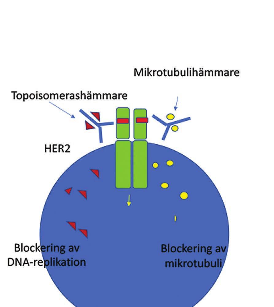 T-DM1 är ett antikropps-konjugat där trastuzumab är kopplat till en taxan-liknande substans medan den nya antikroppen DS8201a består av Trastuzumab kopplat till en topoisomerashämmare (höger del av