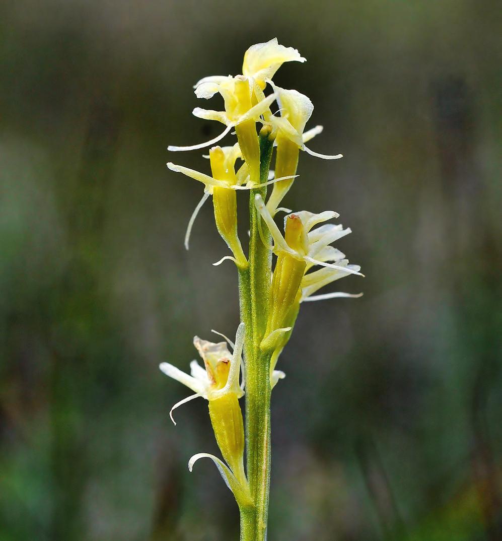 Arten har tidigare även kallats myggnycklar eller myggnyckelblomster. Läs mer om våra svenska orkidéer på sid. 4.