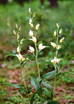 Gotländska klenoder Gotland har Sveriges förnämsta orkidémarker och hyser några arter som i vårt land bara finns där, nämligen stor skogslilja Cephalanthera damasonium, kärrnycklar Anacamptis