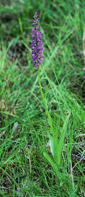 betydligt mer tät- och mångblommigt ax. Edskärret, 19 juli. Gymnadenia conopsea subsp. densiflora (left), G. conopsea subsp. conopsea (right). bredare än lång (figur 2).