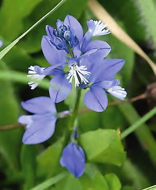 Upplands Botaniska Förening ihop) kommer ut med 2 4 häften per år; den nås via daphne@bsis.org. Redaktör är Niina Sallmén. På www.